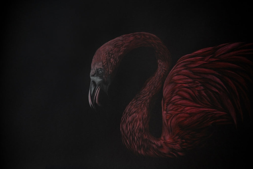Bernhard Meixner - Pink Flamingo