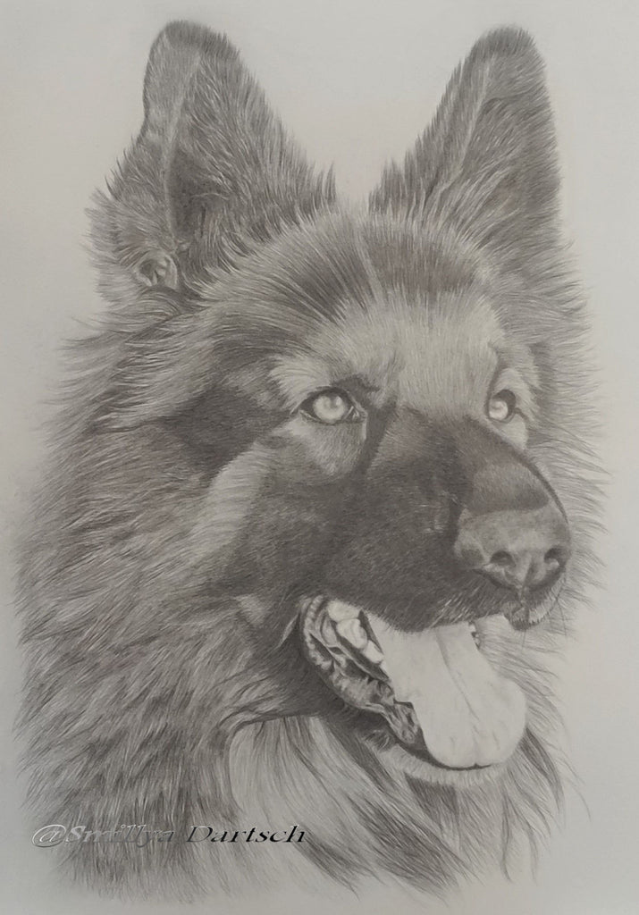 Smillya Dartsch - Schäferhund