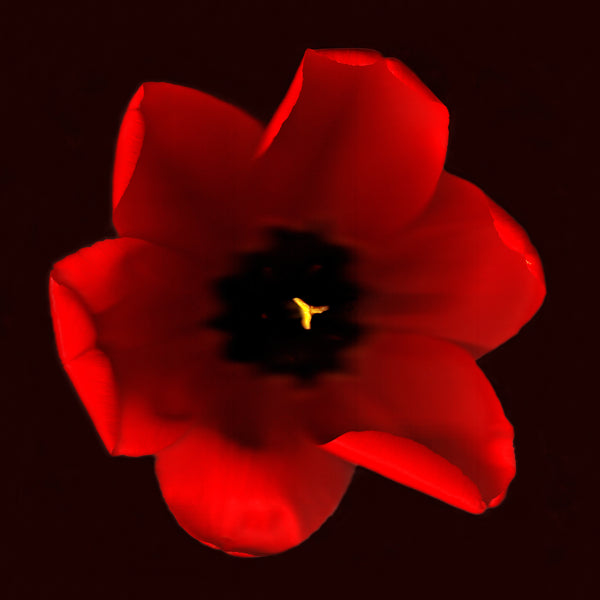 Iris Kaczmarczyk - Rote Tulpe