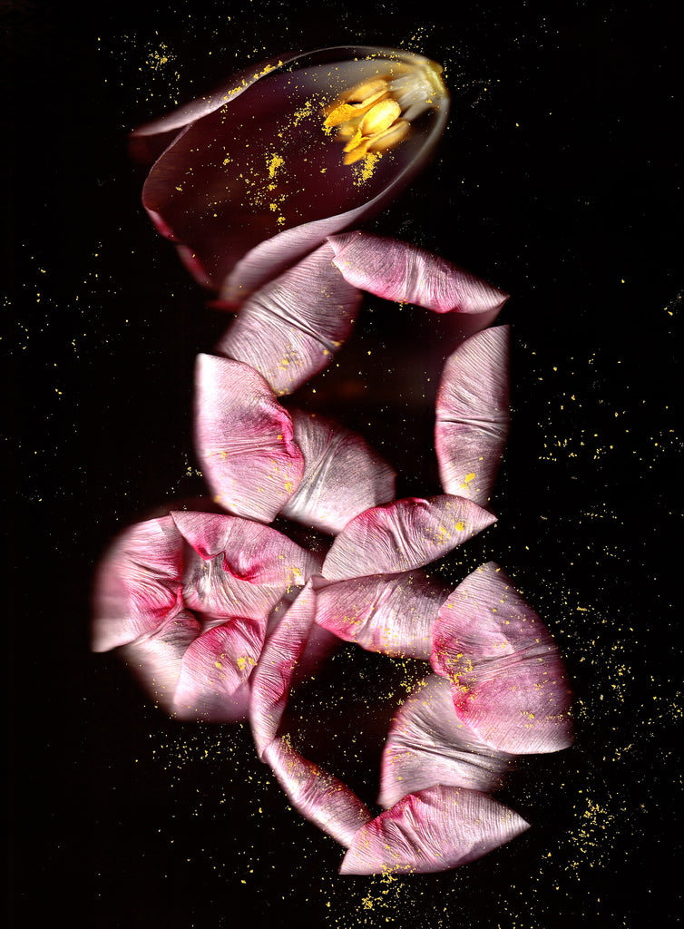 Iris Kaczmarczyk - Rosa Tulpen geöffnet