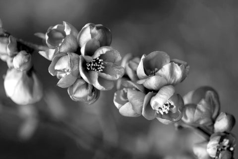 Marita Stirnat - Blüten
