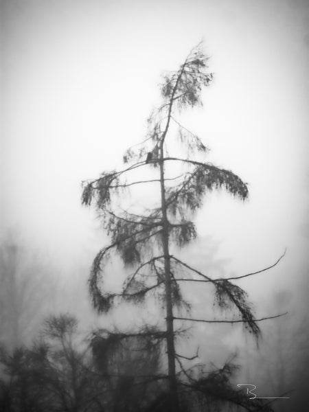 Detlef Bernd Bott - 188. Mystic tree