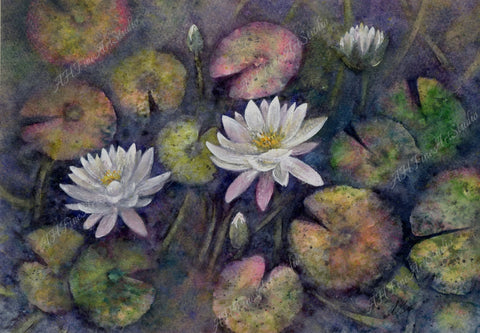 Anna Hagenbuck - Nymphaea