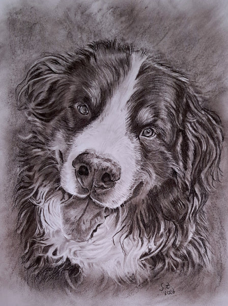 Sabine Zepuntke - Berner Sennenhund Jazz