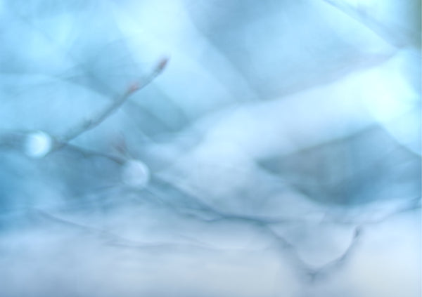 Anika Baumeister - Abstrakte Makrofotografie eines Winterzweigs