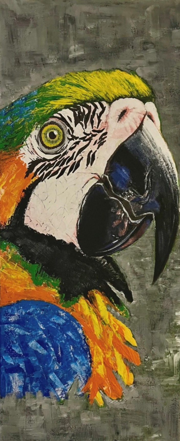 Shaira Afridi - Parrot