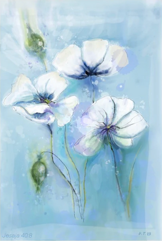 Vanessa Teuscher - Weisser Mohn