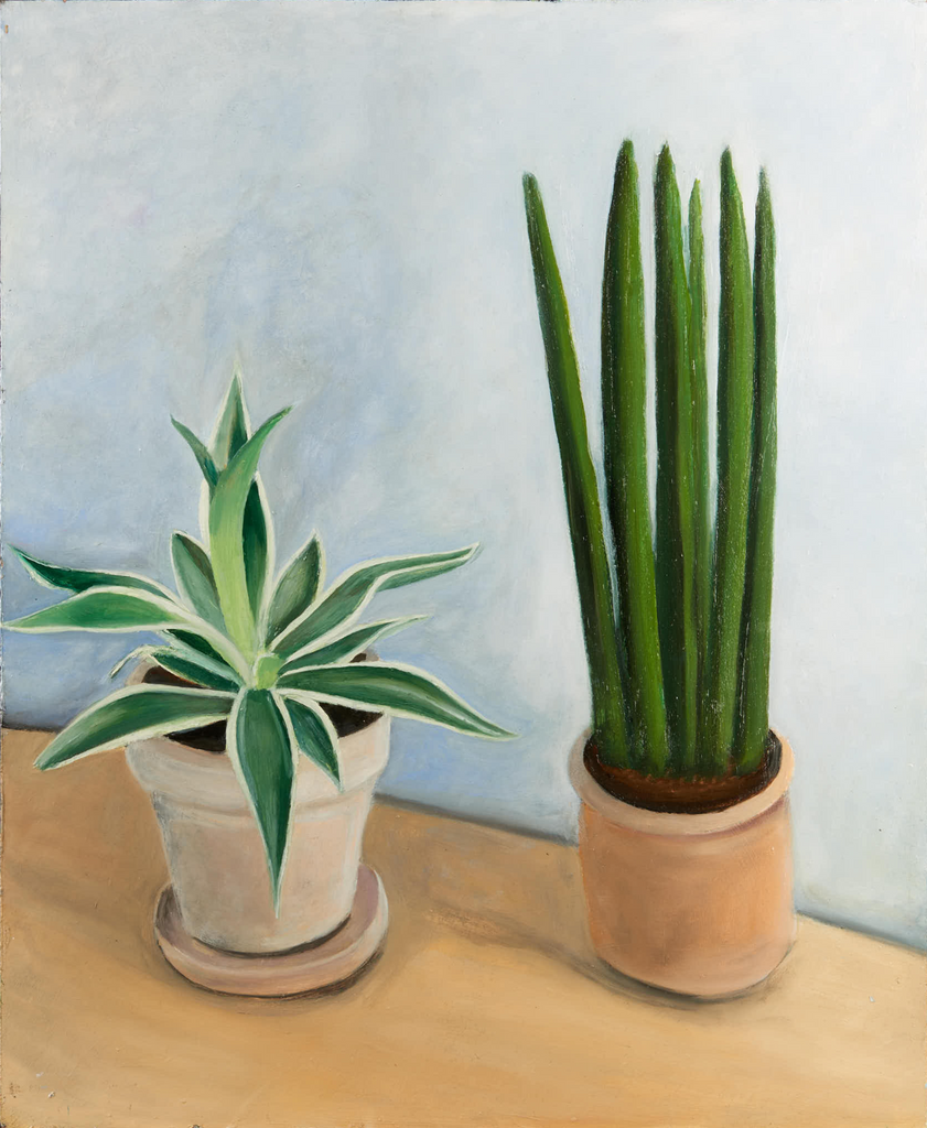 Albert Richter - Sukkulenten