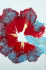 Manuela Rheydt - Blauer Mohn