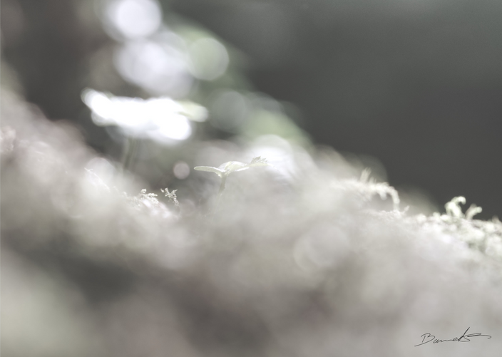 Anika Baumeister - Unschärfe 1