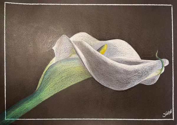 Sylvia Reber - Calla