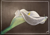 Sylvia Reber - Calla
