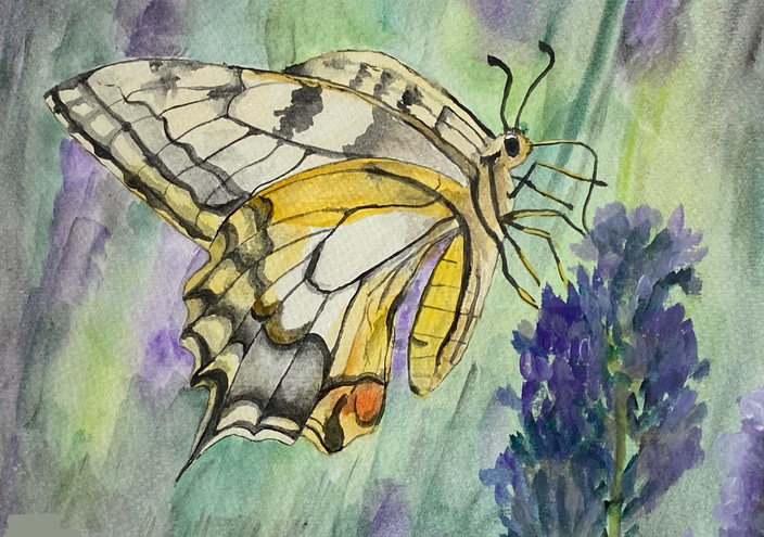 Stefan Moitzi - Schmetterling