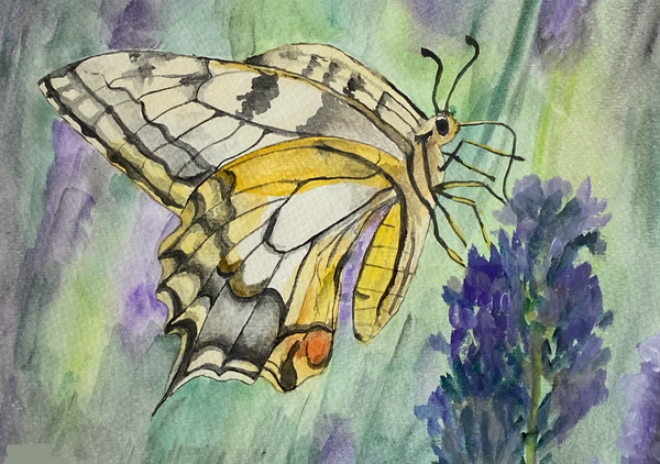Stefan Moitzi - Schmetterling