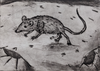 Peter Zeiler - Maus im Schnee