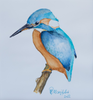 Priska Heri Monjé - Eisvogel