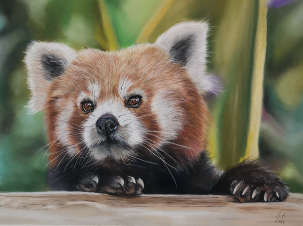 Sabine Zepuntke - Roter Panda