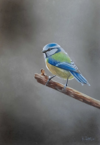 Renate Dohr - Blaumeise