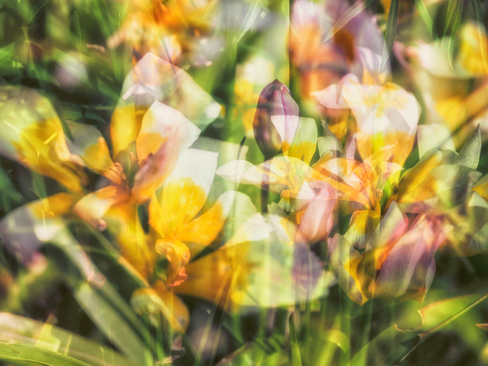 Romy Pfeifer - Feast of Flowers