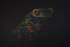 Bernhard Meixner - Frosch