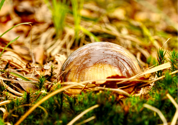 Anika Baumeister - Glaskugel Fotografie im herbstlichen Waldboden