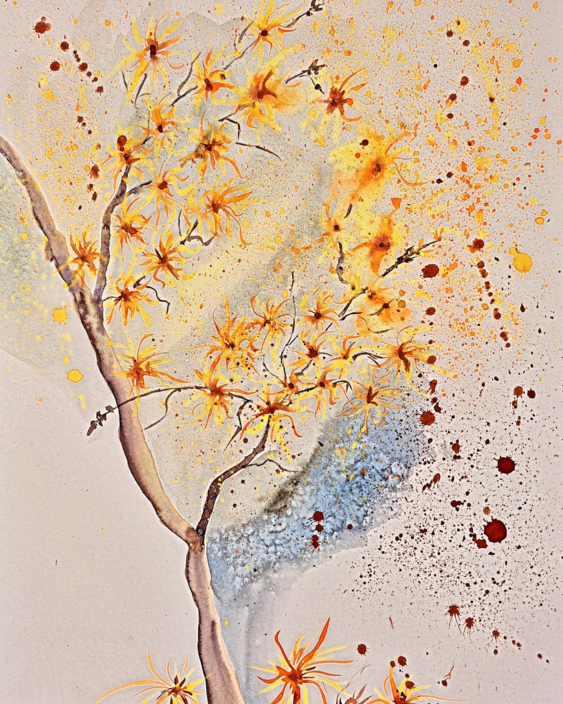 Susanne Weisweiler - Hamamelis, Zaubernuss