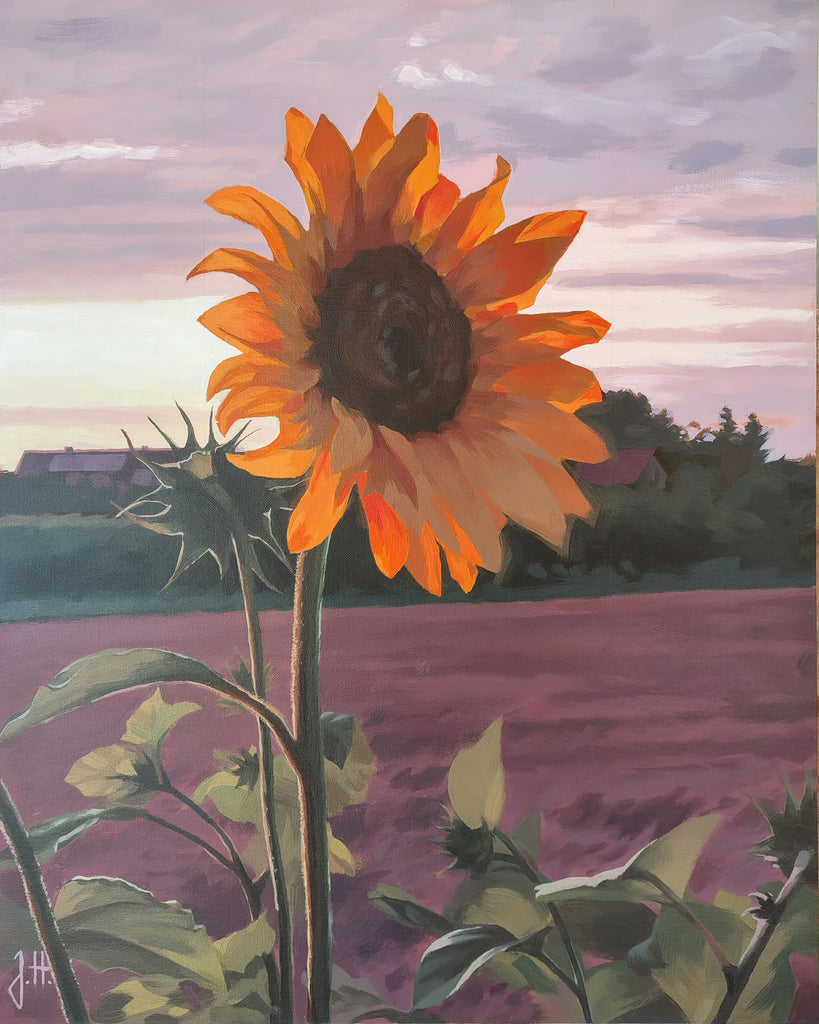 Joachim Hoffmann - Sonnenblume im Abendlicht