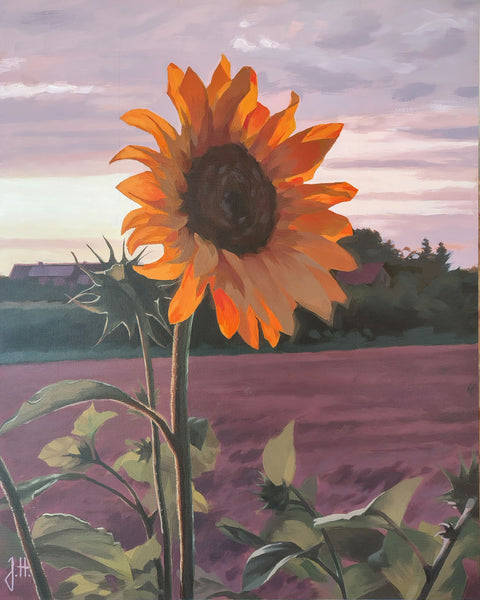 Joachim Hoffmann - Sonnenblume im Abendlicht