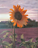 Joachim Hoffmann - Sonnenblume im Abendlicht