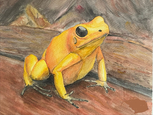 Stefan Moitzi - Pfeilgiftfrosch