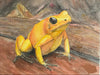 Stefan Moitzi - Pfeilgiftfrosch