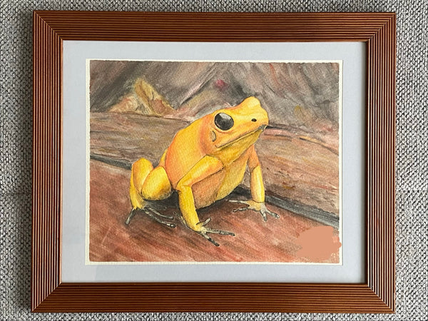 Stefan Moitzi - Pfeilgiftfrosch