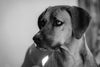 Susanne Friedrich - Rhodesian Ridgeback Kayla