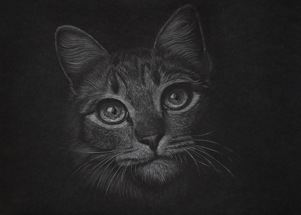 Bernhard Meixner - Katze