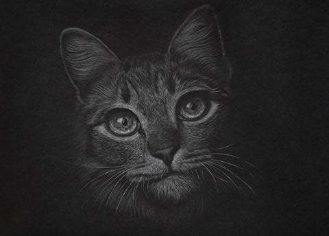 Bernhard Meixner - Katze