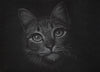 Bernhard Meixner - Katze