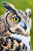 Li Zhou - Great Horned Owl