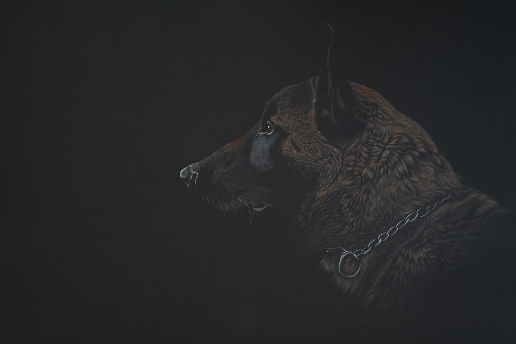 Bernhard Meixner - Malinois