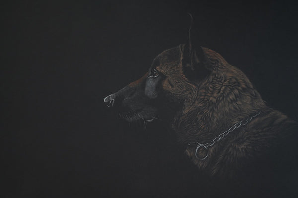 Bernhard Meixner - Malinois