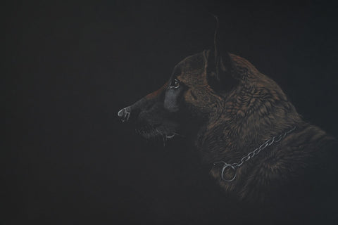 Bernhard Meixner - Malinois