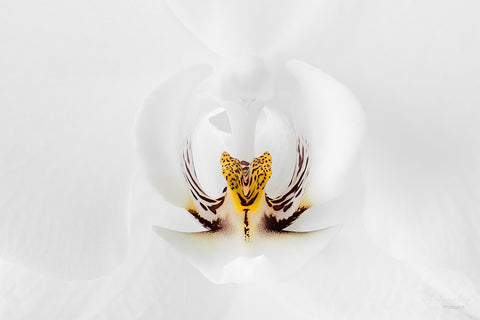 Michael Grueneberg - Orchidee