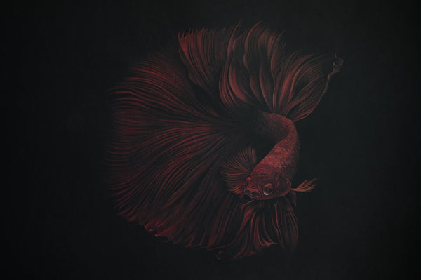 Bernhard Meixner - Red Fish