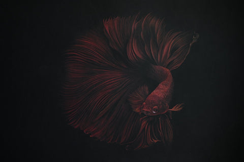 Bernhard Meixner - Red Fish