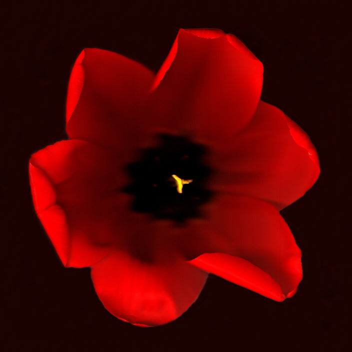 Iris Kaczmarczyk - Rote Tulpe