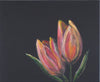 Priska Heri Monjé - Tulpen
