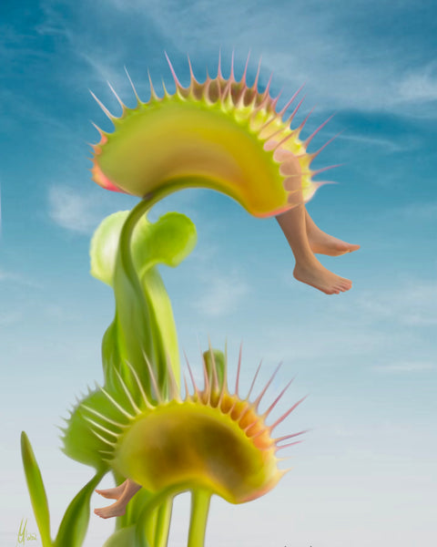 Michelle Mall - Dionaea muscipula