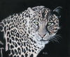 Elke Haefs - Leopard