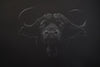 Bernhard Meixner - Water buffalo