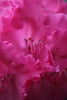 Martina Ritter - Alpenrose Poster Kunstdruck - Martina Ritter, Kochel am See, Deutschland Wandbild