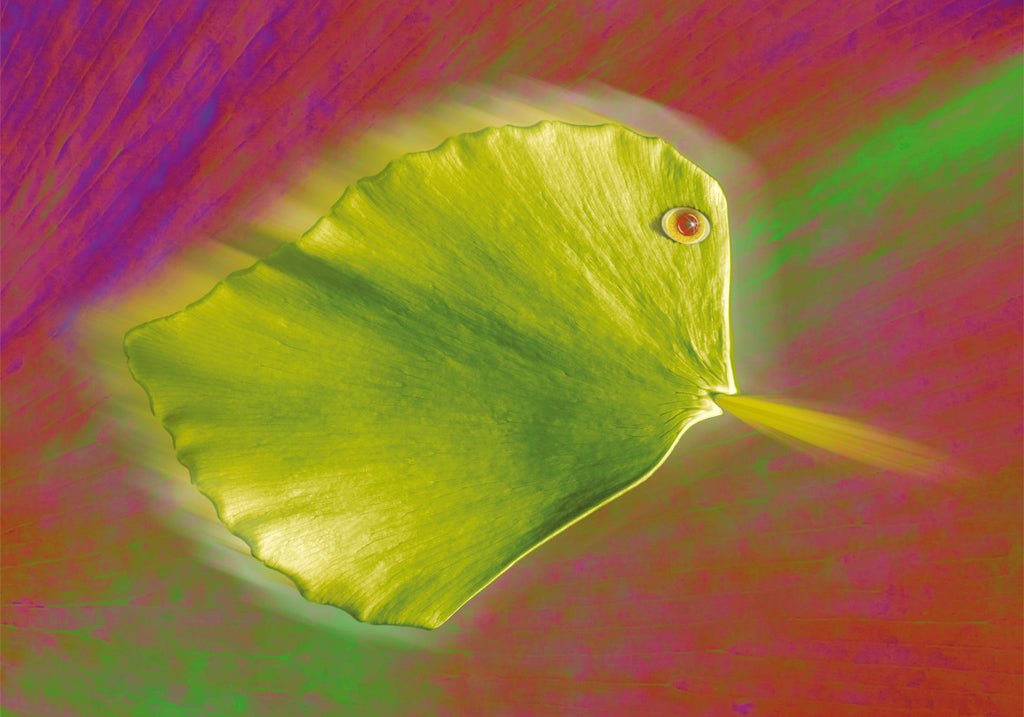 Ulrich Hohloch - Anifloras 08-012